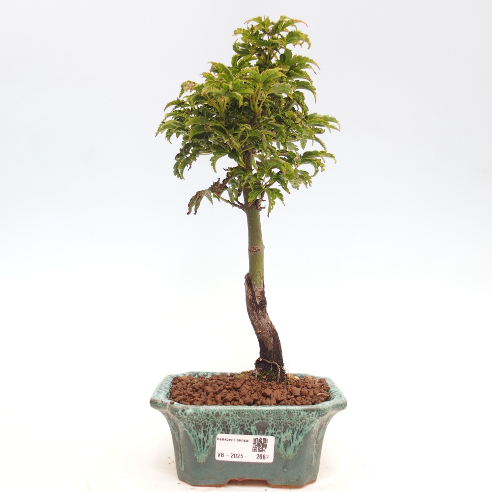 Bonsai im Freien - Acer palmatum Shishigashira-Ahorn