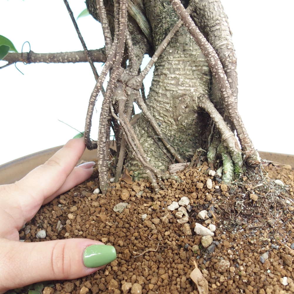 Zimmerbonsai - Ficus kimmen - kleinblättriger Ficus - NUR PERSÖNLICHE ABHOLUNG oder Palettentransport