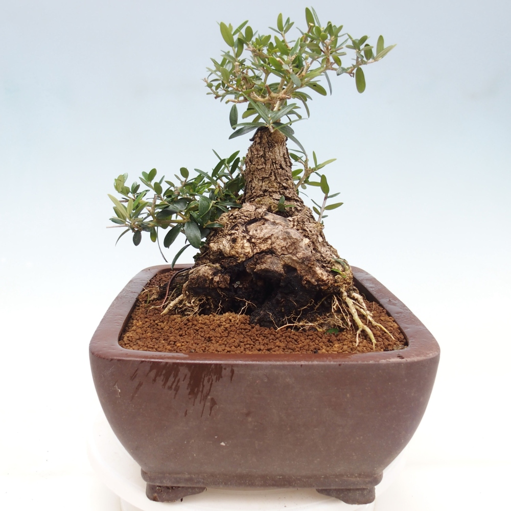 Indoor-Bonsai - Olea europaea sylvestris - Europäisches kleinblättriges Olivenöl