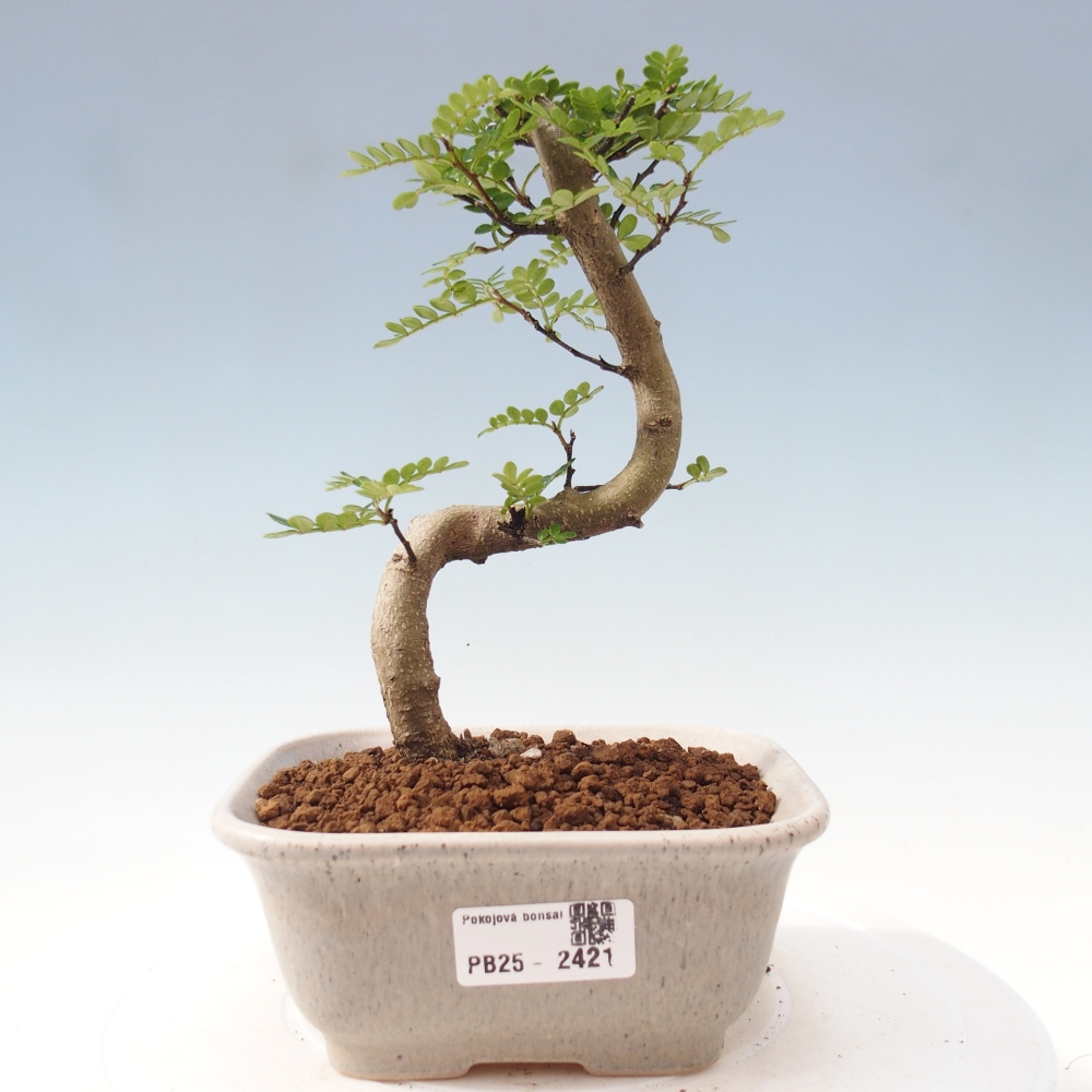Zimmerbonsai - Zantoxylum piperitum - Pfefferminze
