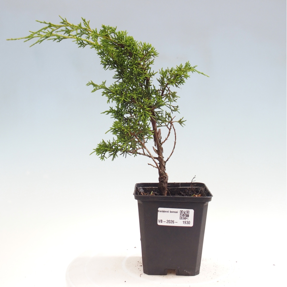 Bonsai für draußen - Juniperus chinensis Itoigawa