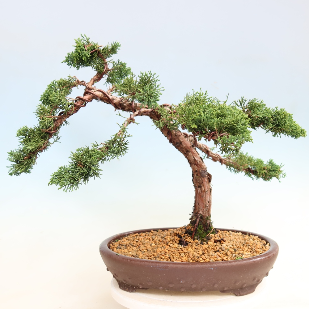 Bonsai für draußen - Juniperus chinensis Kishu