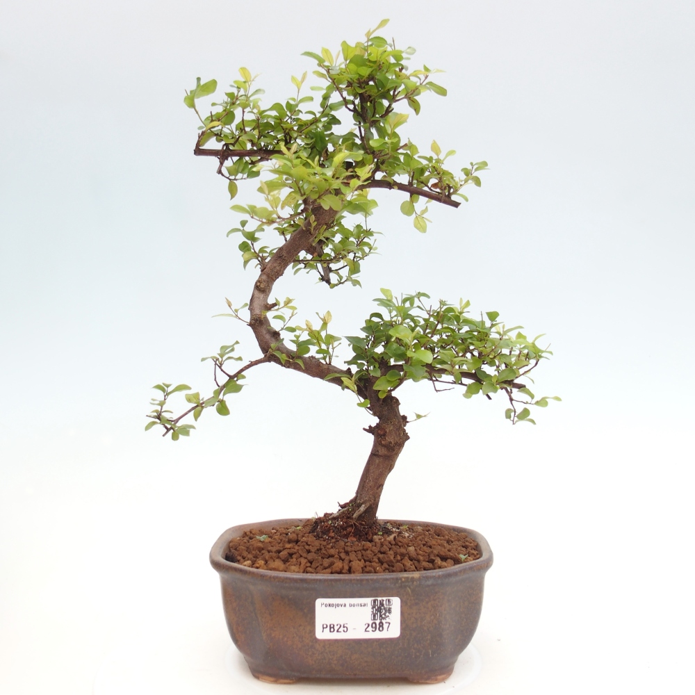 Zimmerbonsai - Sagerécie thea - Sagerécie thea