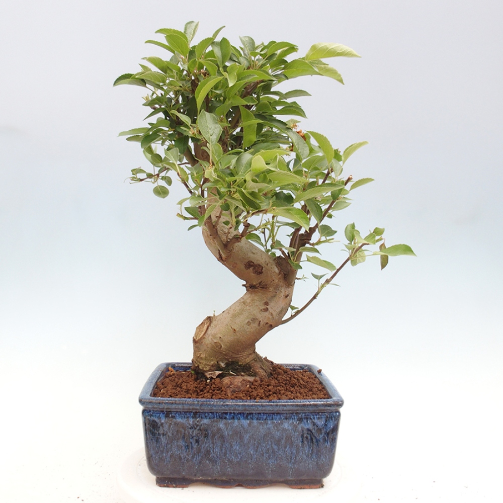 Bonsai im Freien - Malus halliana - Kleinfruchtiger Apfelbaum