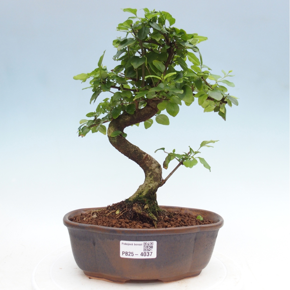 Zimmer Bonsai -Ligustrum chinensis - Vogelschnabel