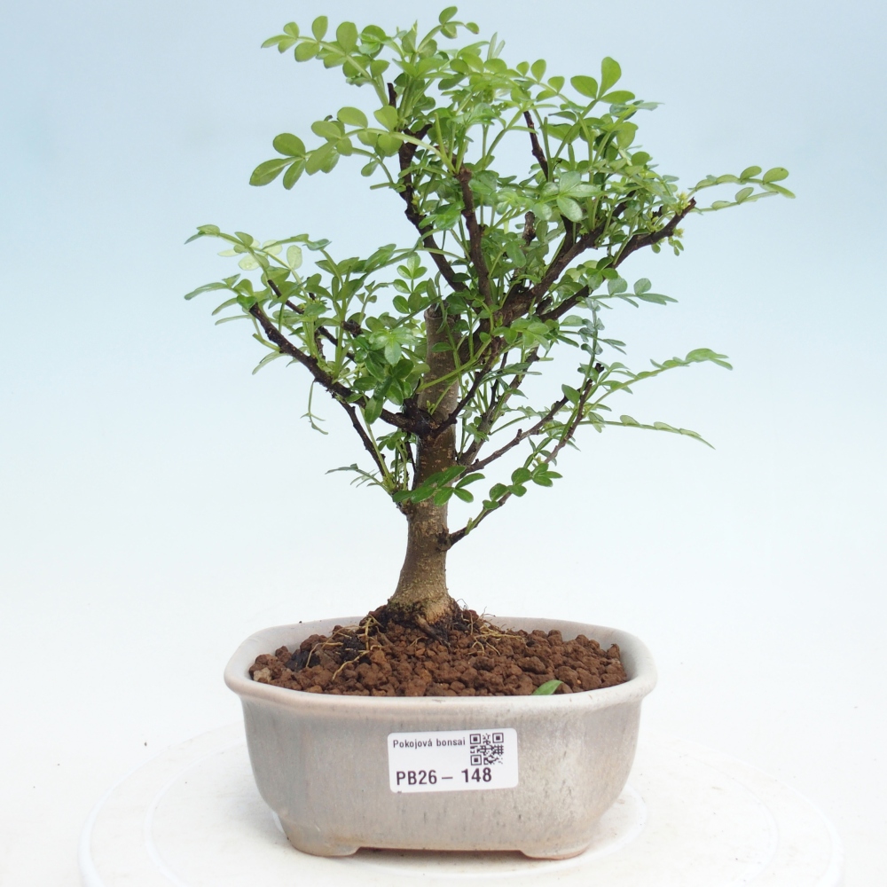 Zimmer Bonsai - Zantoxylum piperitum - Pfefferbaum