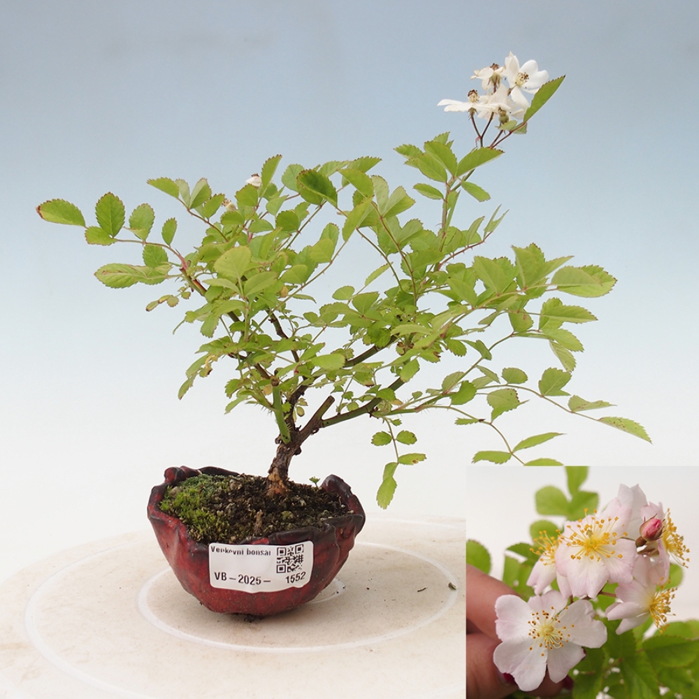 Freilandbonsai - Rosa sp. - kleinblumige Rose