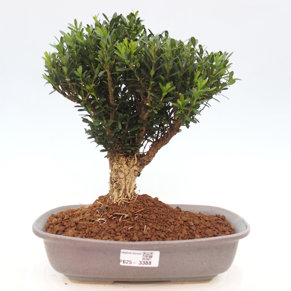 Zimmer Bonsai - Buxus harlandii - Korkbuxus