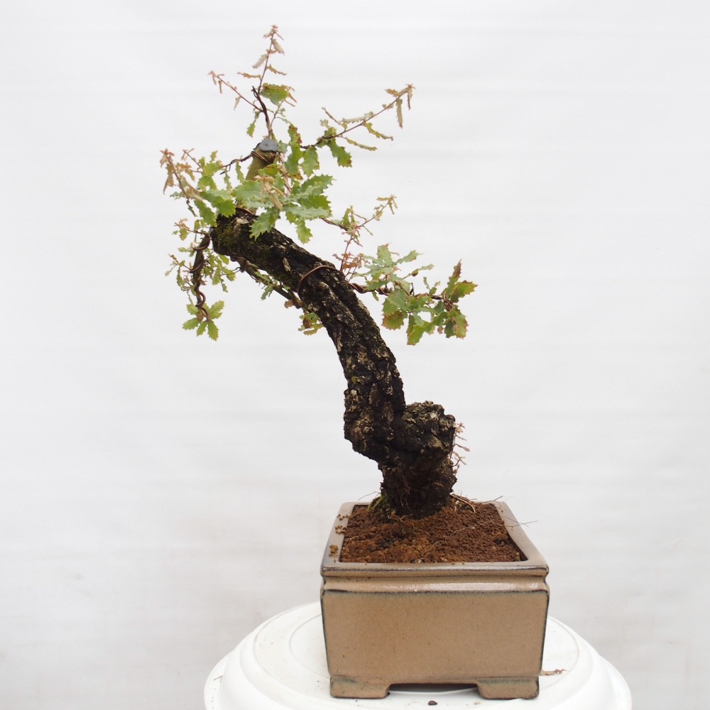 Yamadori - Quercus Ilex - Steineiche