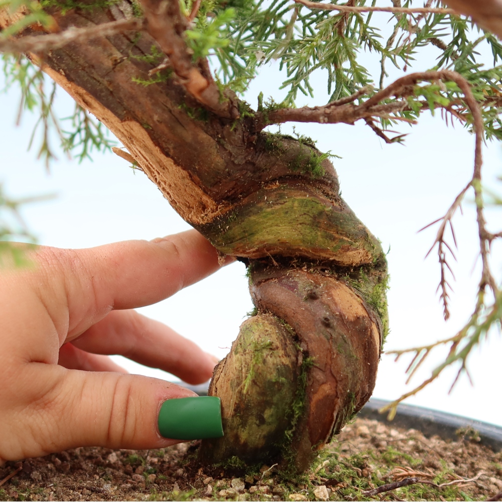 Bonsai für draußen - Juniperus chinensis Itoigawa-Juniperus chinensis