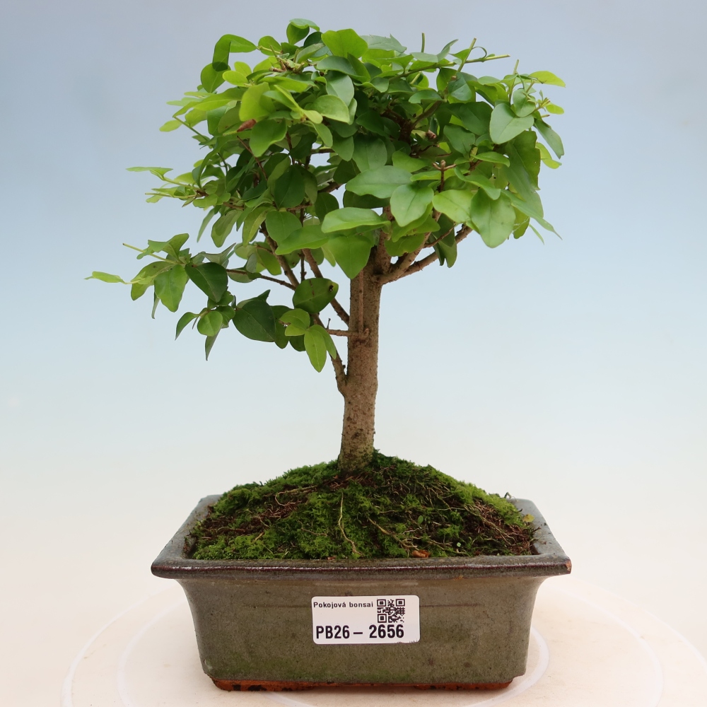 Zimmer Bonsai -Ligustrum chinensis - Vogelschnabel