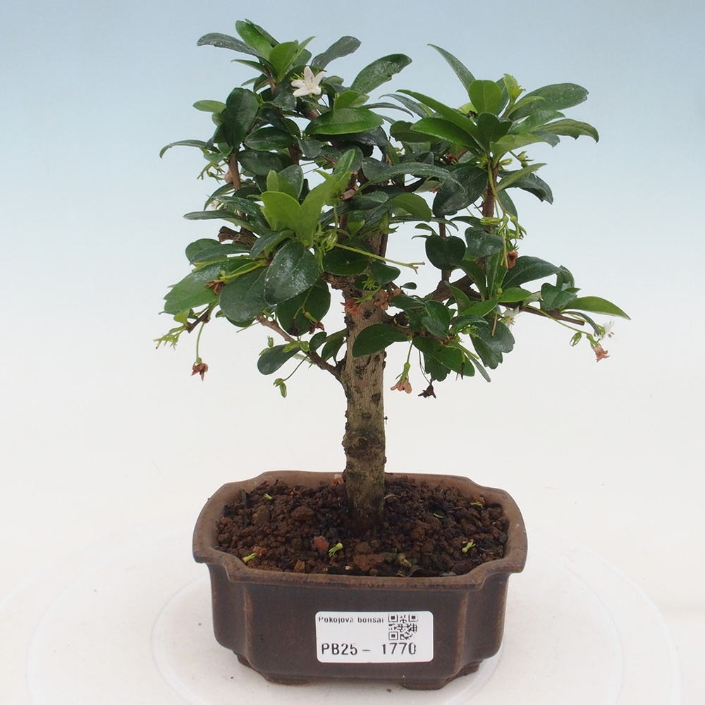 Zimmerbonsai - Carmona Macrophylla - Fuki-Tee