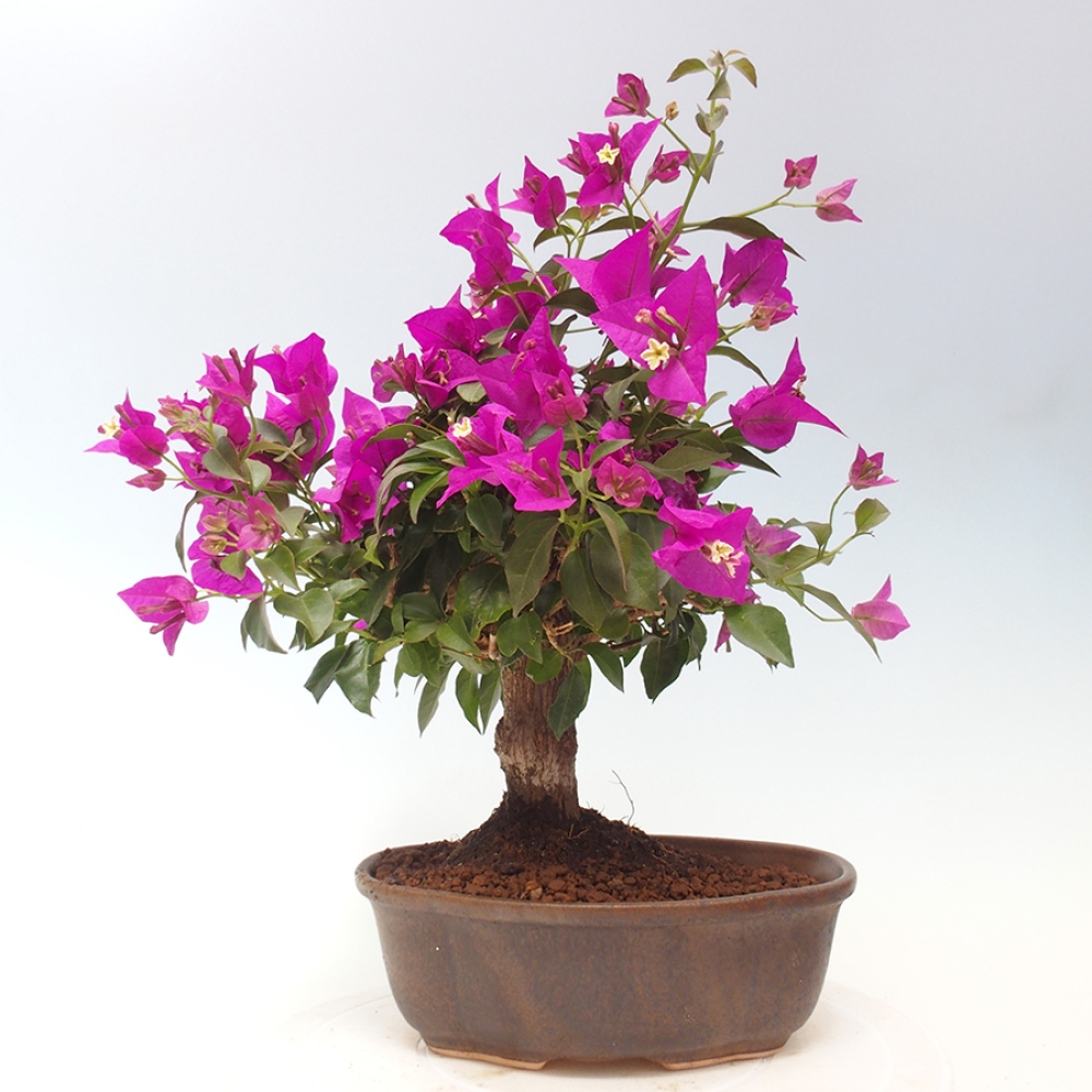 Indoor Bonsai - Bouganwilea