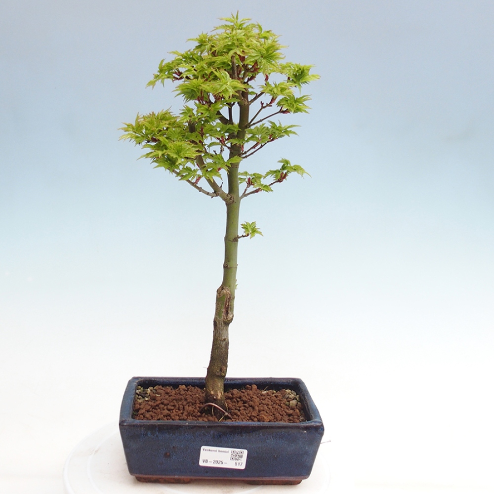 Bonsai im Freien - Acer palmatum Shishigashira-Ahorn
