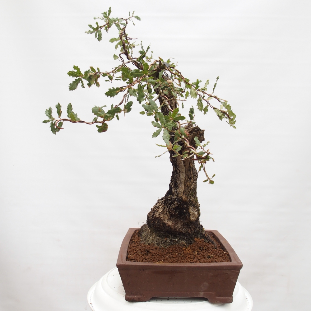 Yamadori - Quercus Ilex - Steineiche
