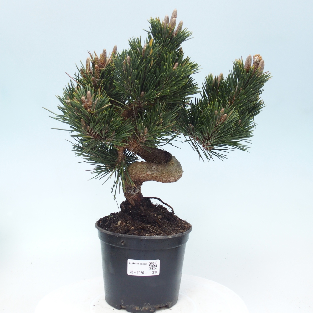 Bonsai für draußen - Pinus thunbergii senjyumaru - Thunberg-Kiefer