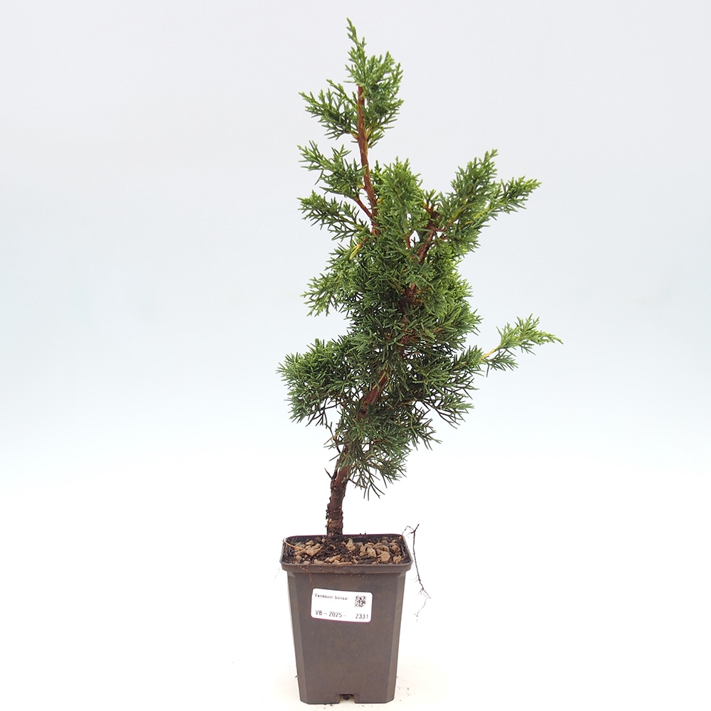 Outdoor-Bonsai - Juniperus chinensis Kishu - Chinesischer Wacholder