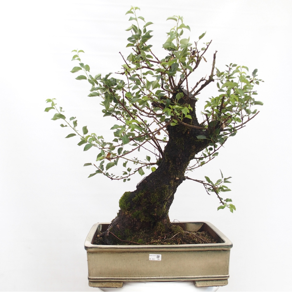 Bonsai im Freien - Mahalebka - Prunus mahaleb