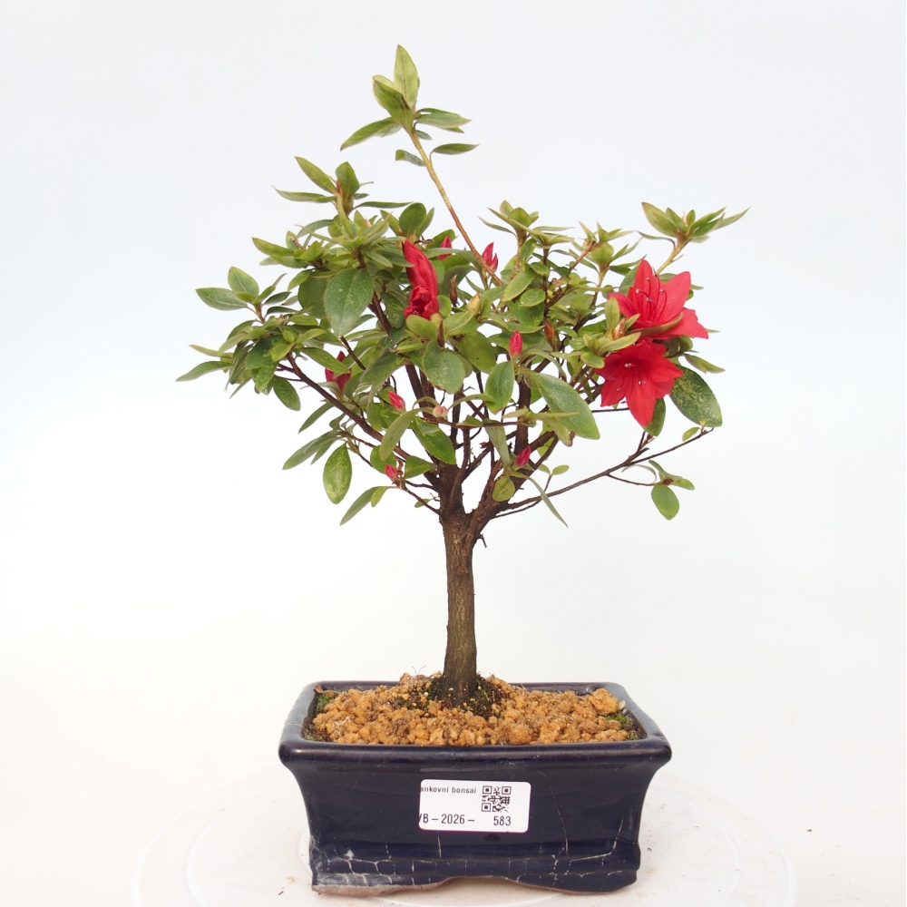 Bonsai für draußen - Japanische Azalee - Azalea sp.