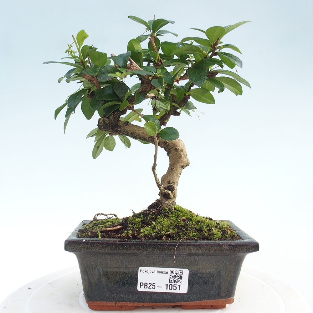 Zimmerbonsai - Carmona Macrophylla - Fuki-Tee