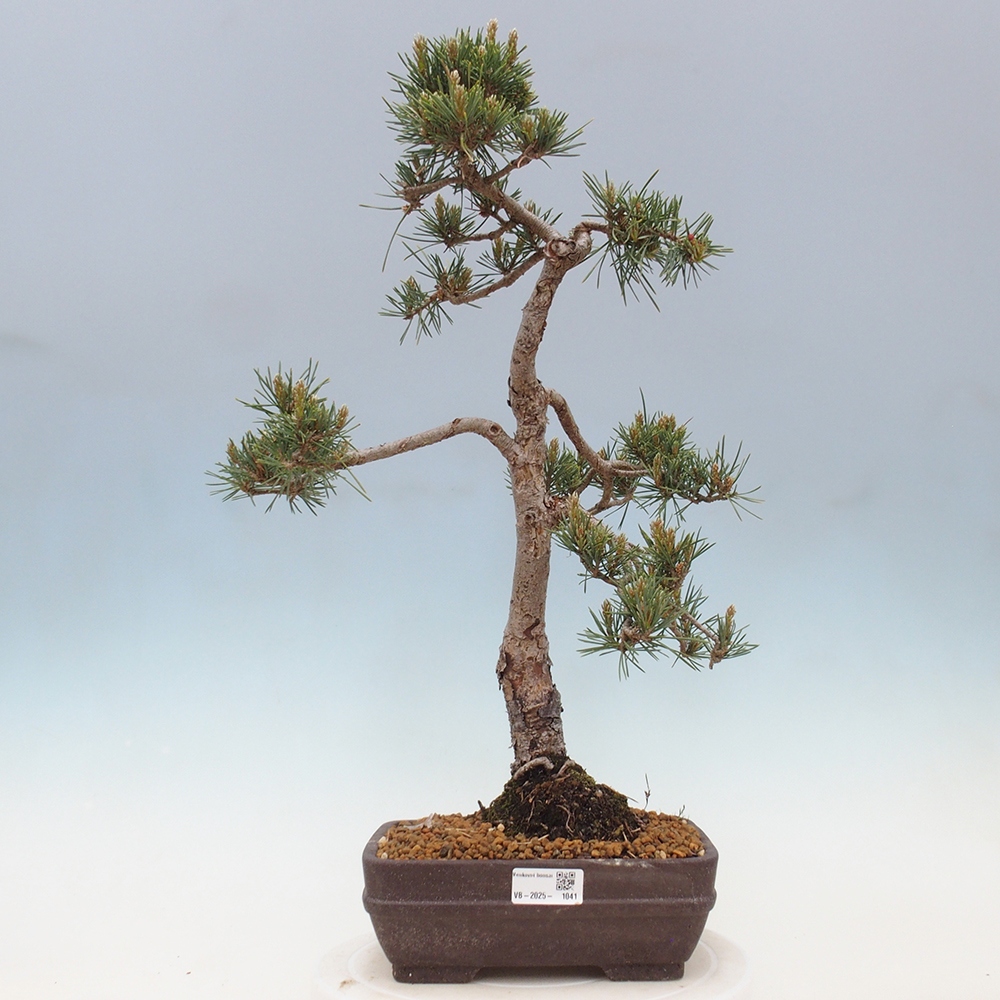 Bonsai im Freien - Pinus Sylvestris - Waldkiefer