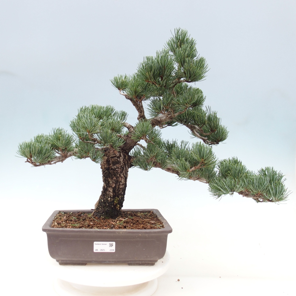 Bonsai im Freien - Pinus parviflora - kleine Kiefer