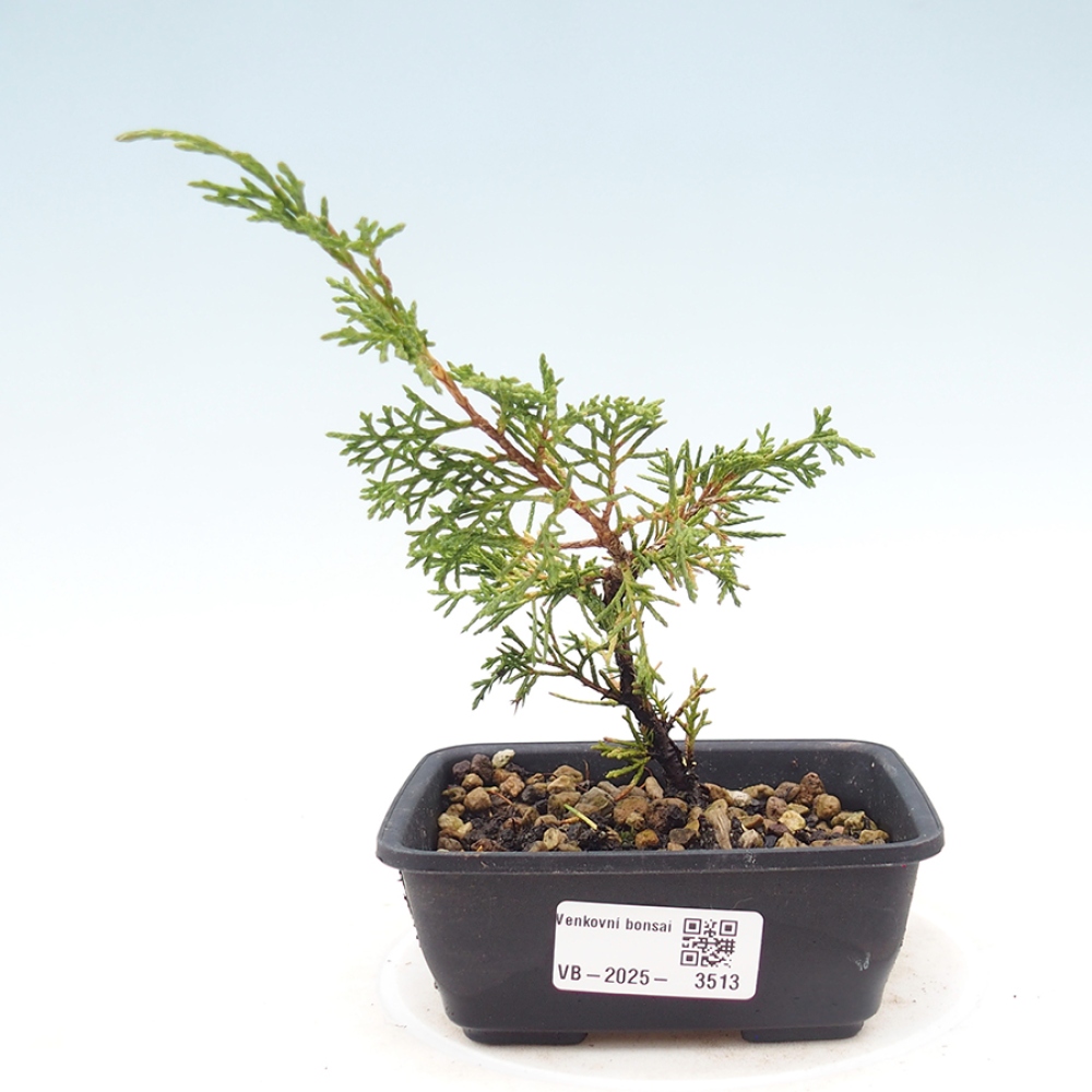 Bonsai für draußen - Juniperus chinensis Itoigawa