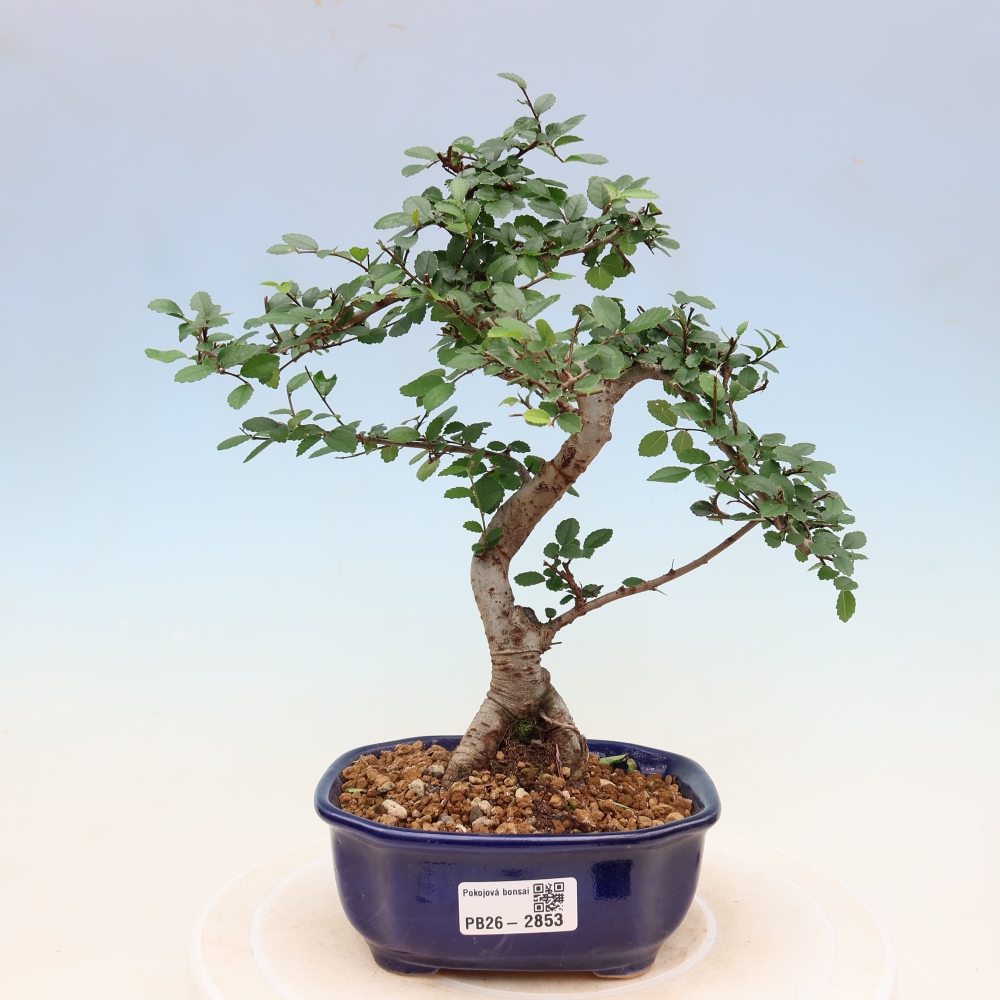 Zimmerbonsai - Ulmus parvifolia - Kleinblättrige Ulme