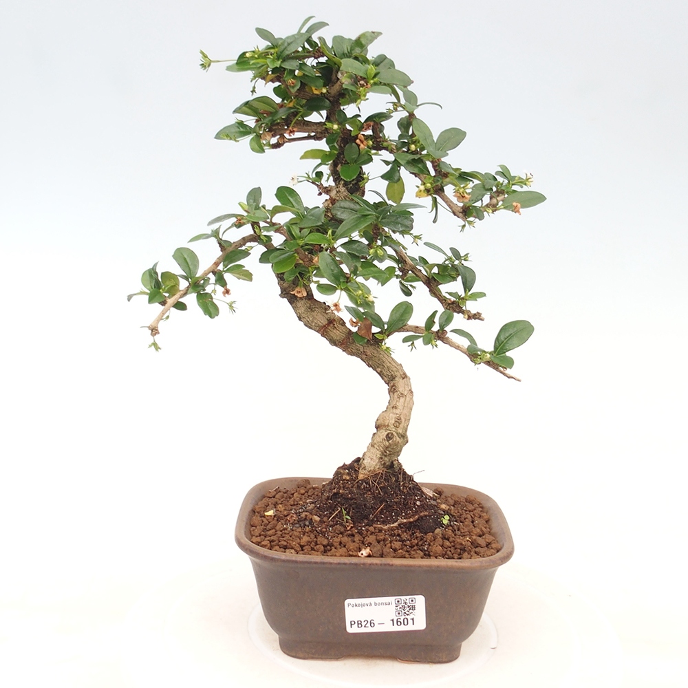 Zimmer-Bonsai - Carmona macrophylla - Tee-Fuki