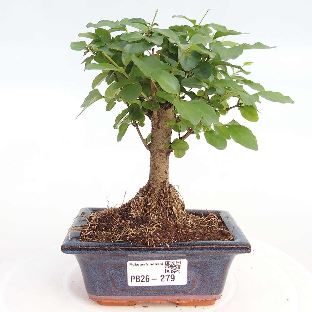 Zimmer Bonsai -Ligustrum chinensis - Vogelschnabel