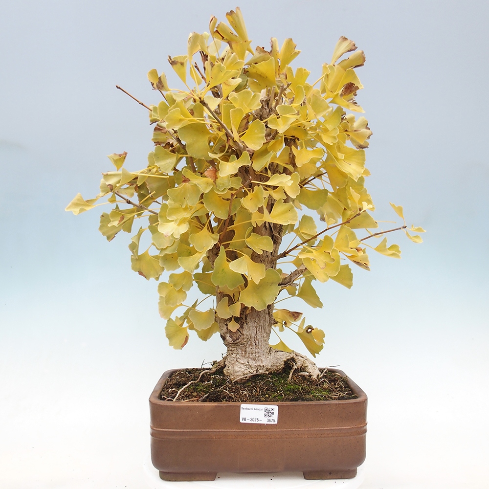 Bonsai im Freien - Ginkgo biloba