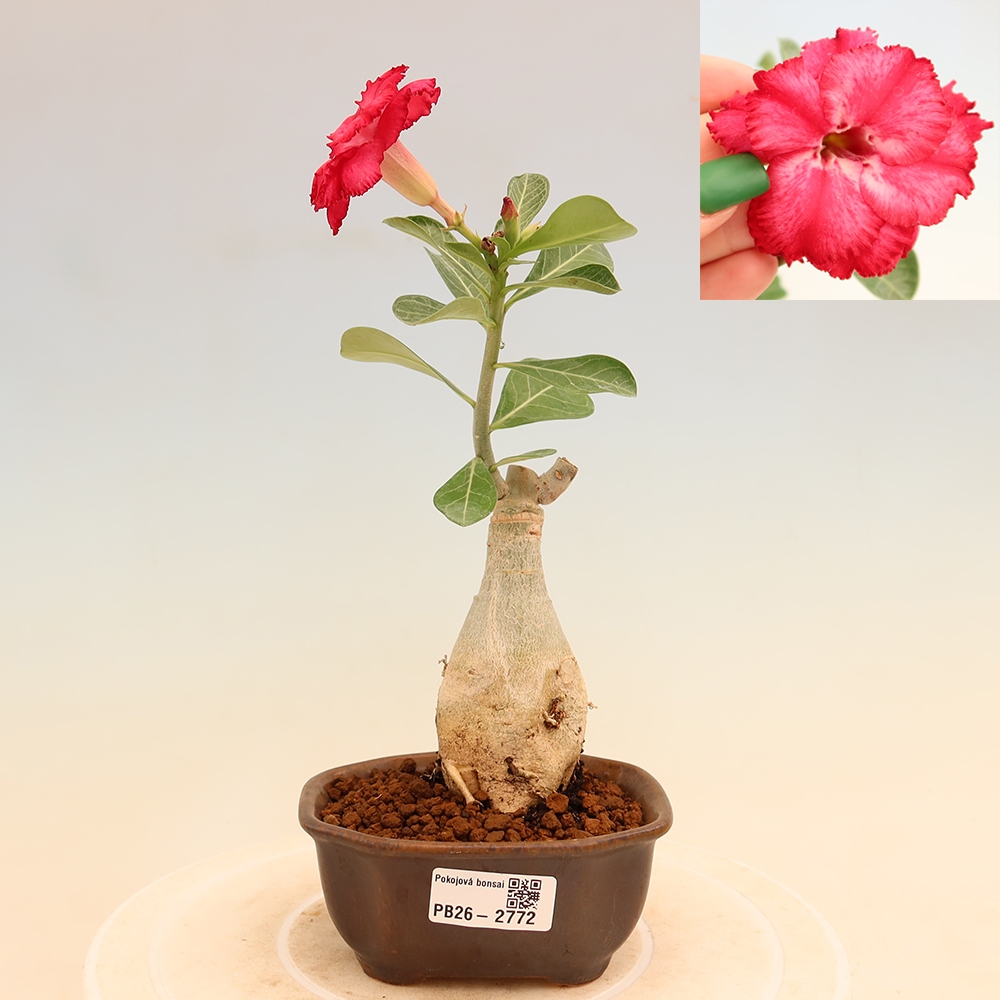 Zimmerbonsai – Adenium obesum, veredelt, V.F.S.326 – Wüstenrose