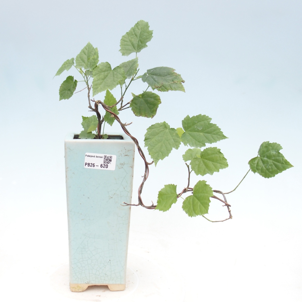 Zimmerbonsai - Abutilon Big Bell - Moltebeere