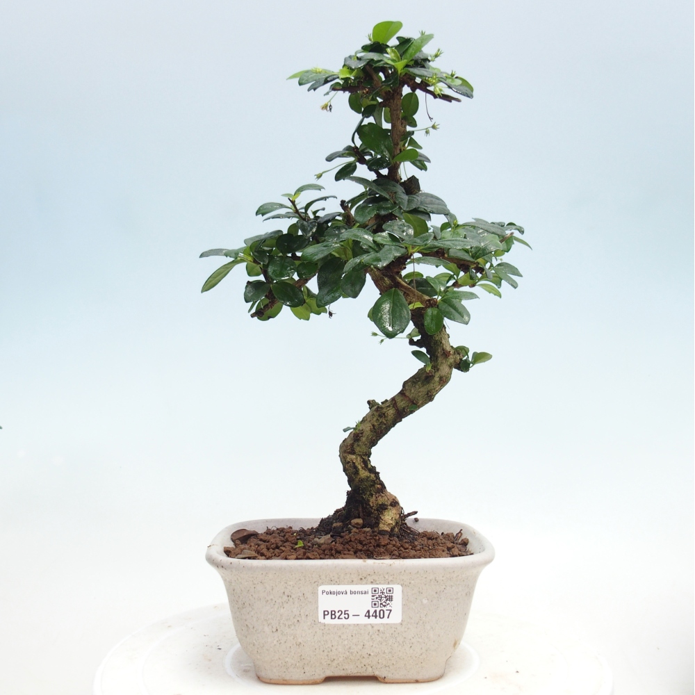 Zimmer-Bonsai - Carmona macrophylla - Tee-Fuki