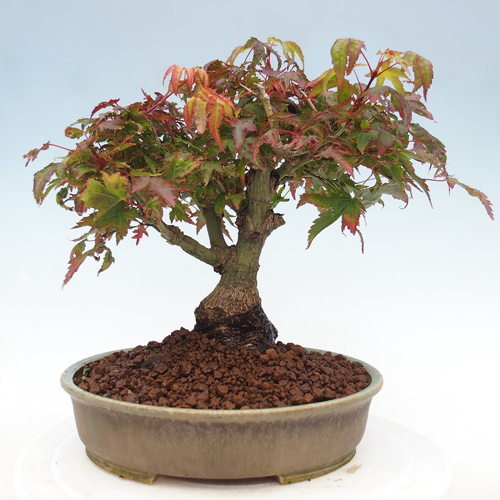 Acer palmatum KIOHIME - Palmetto-Ahorn