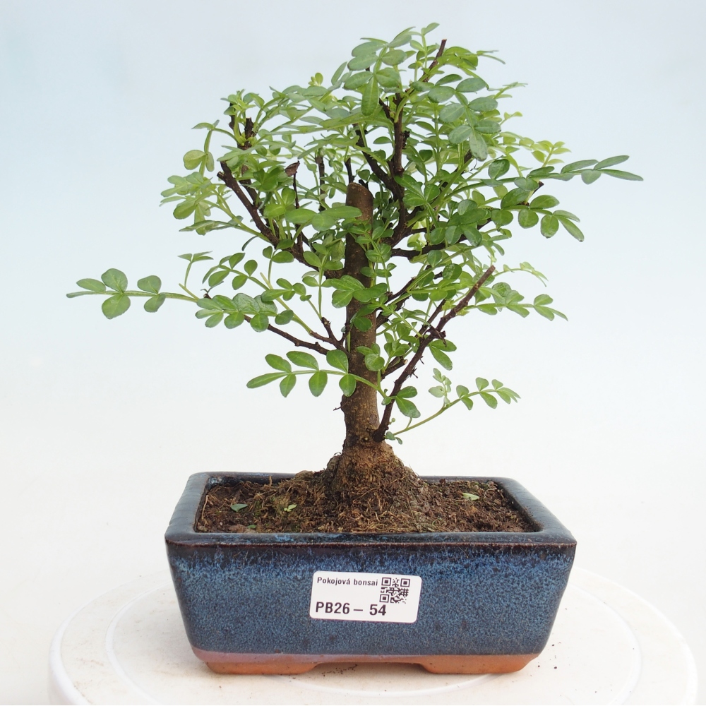 Indoor-Bonsai - Zantoxylum piperitum - Pfefferminze