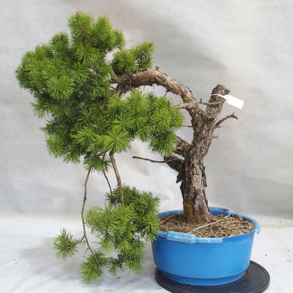Yamadori - Pinus sylvestris 