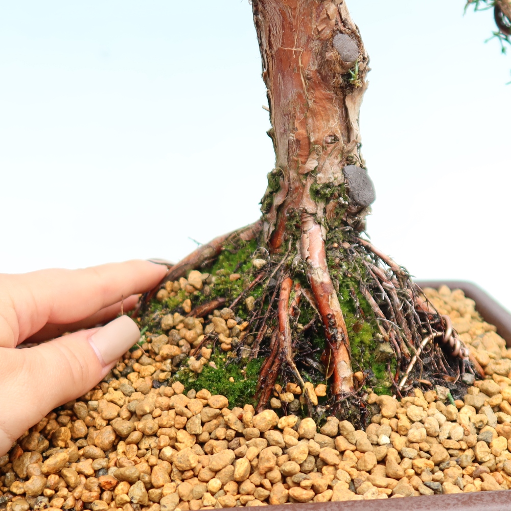 Bonsai für draußen - Juniperus chinensis Kishu