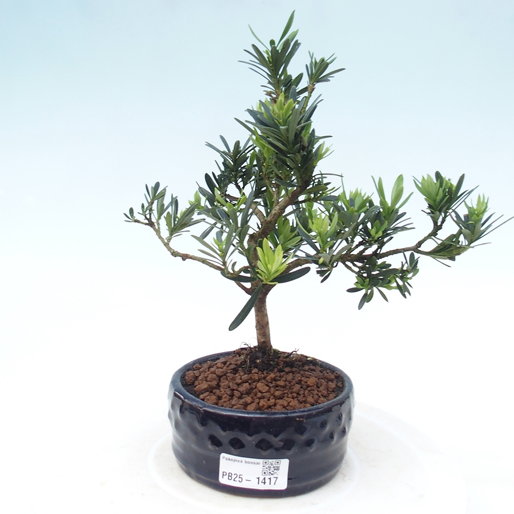 Indoor-Bonsai - Podocarpus - Stein tausend