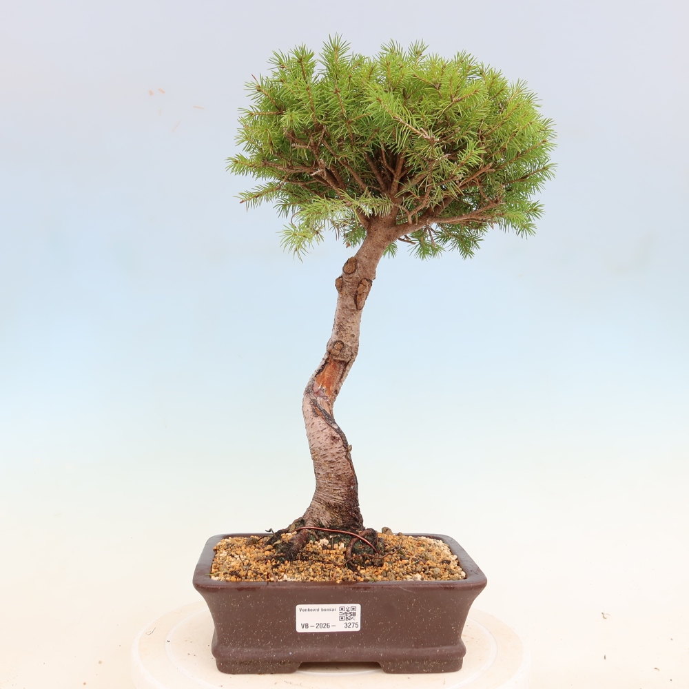 Bonsai für draußen - Fichte - Picea glauca globe