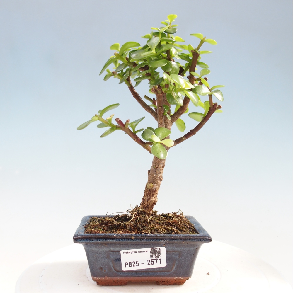 Zimmerbonsai - Portulakaria Afra - Tlustice