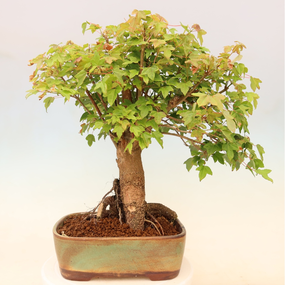 Bonsai für draußen - Ahorn Burger - Acer Burgerianum