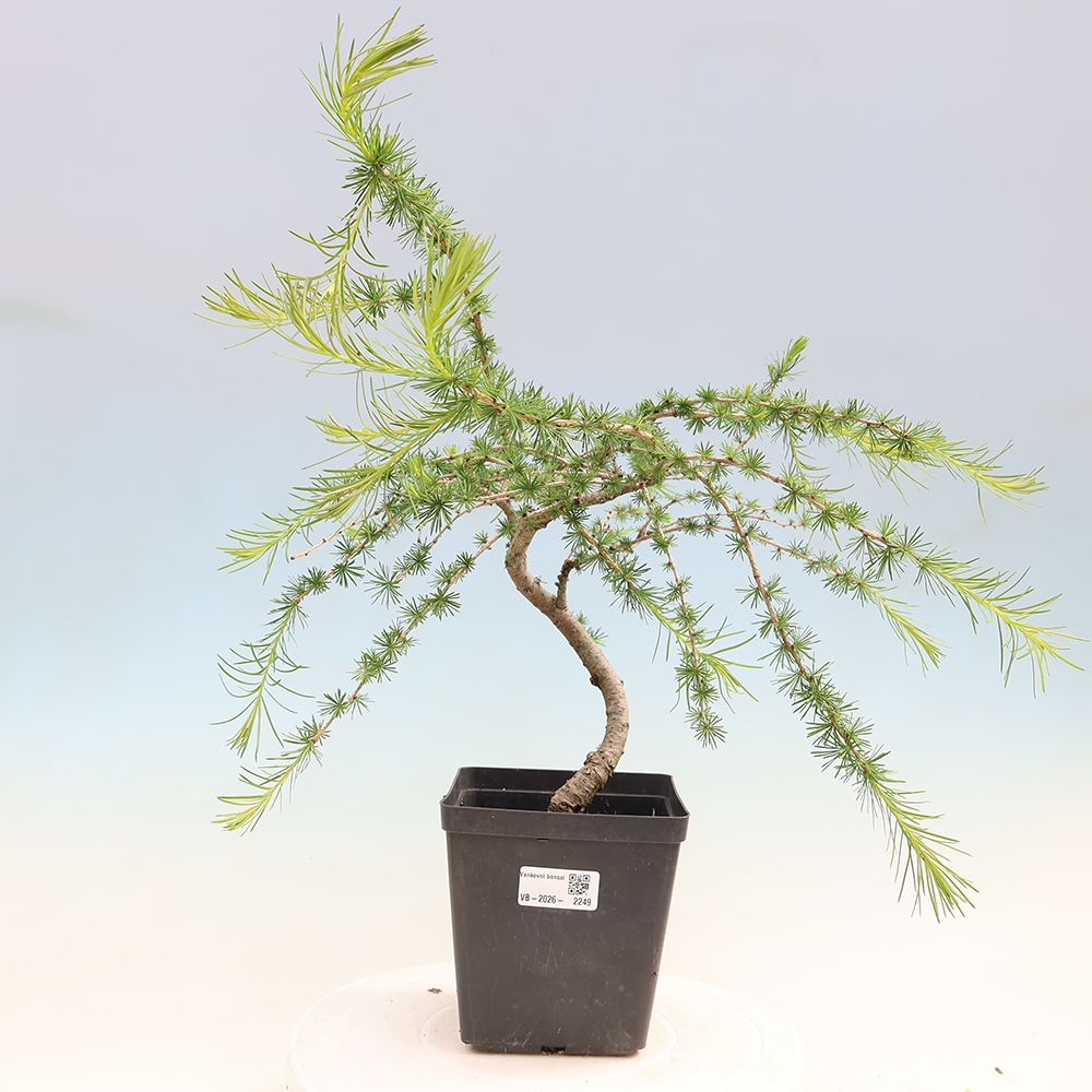 Bonsai für draußen -Larix decidua - Lärche