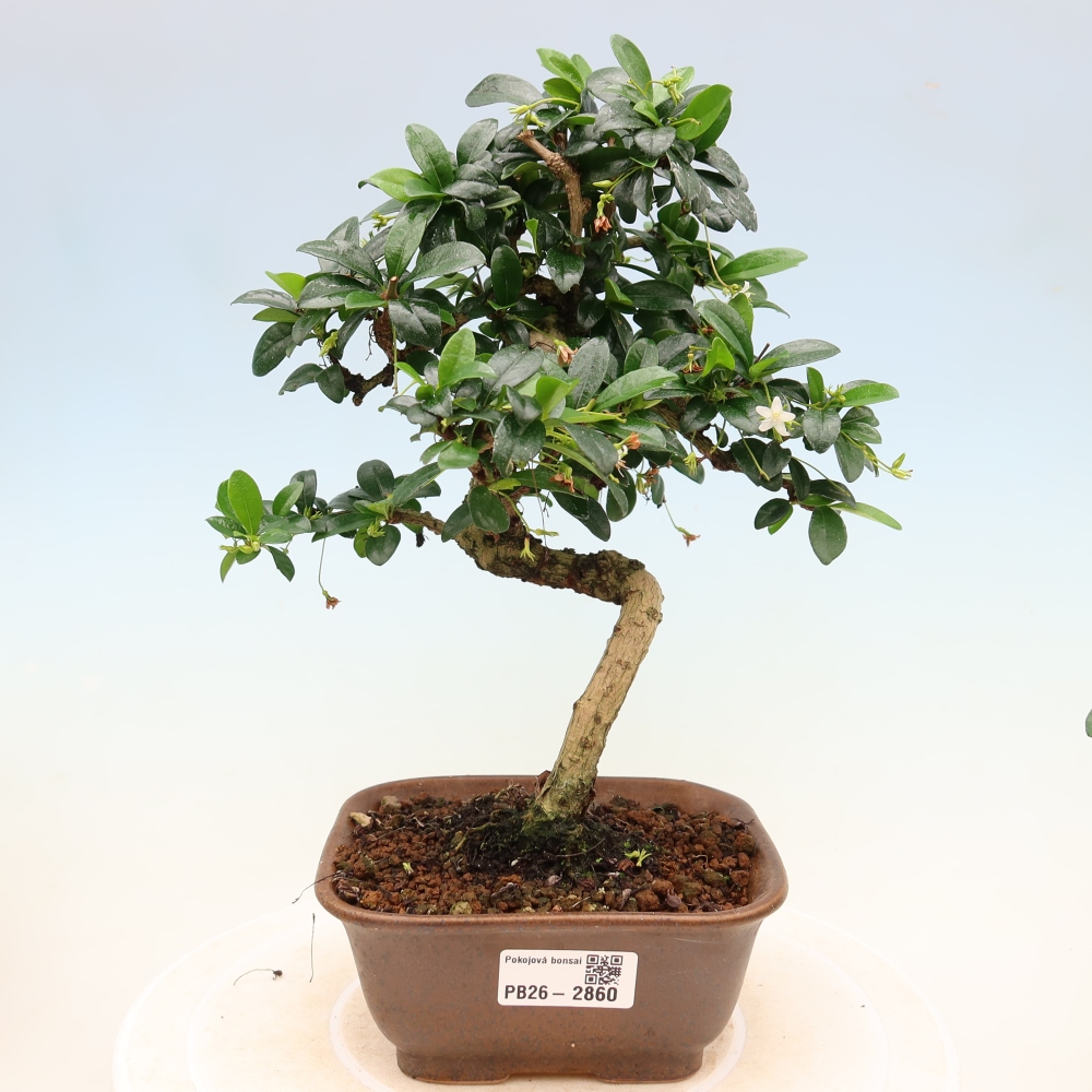Zimmer-Bonsai - Carmona macrophylla - Tee-Fuki
