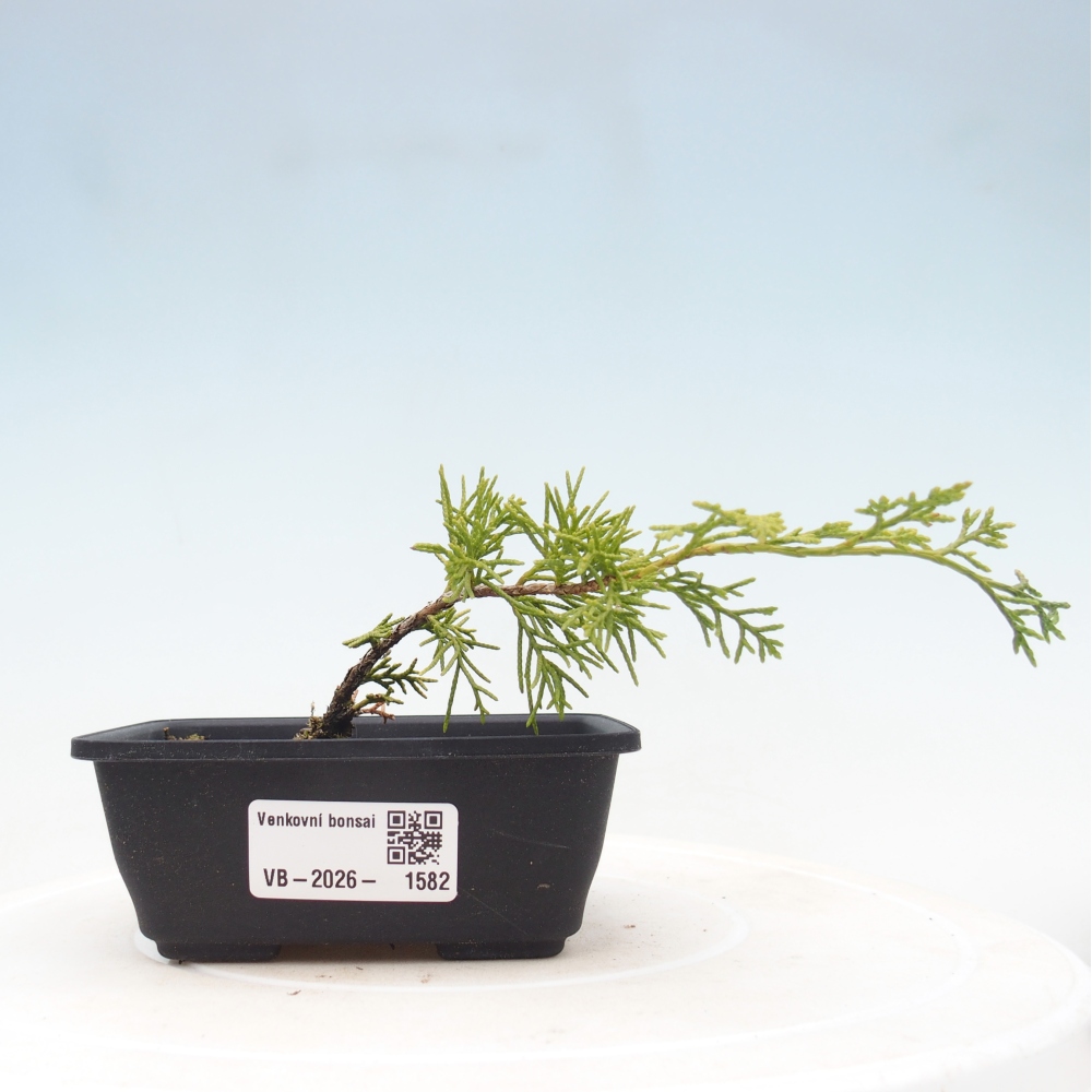 Bonsai für draußen - Juniperus chinensis Itoigawa