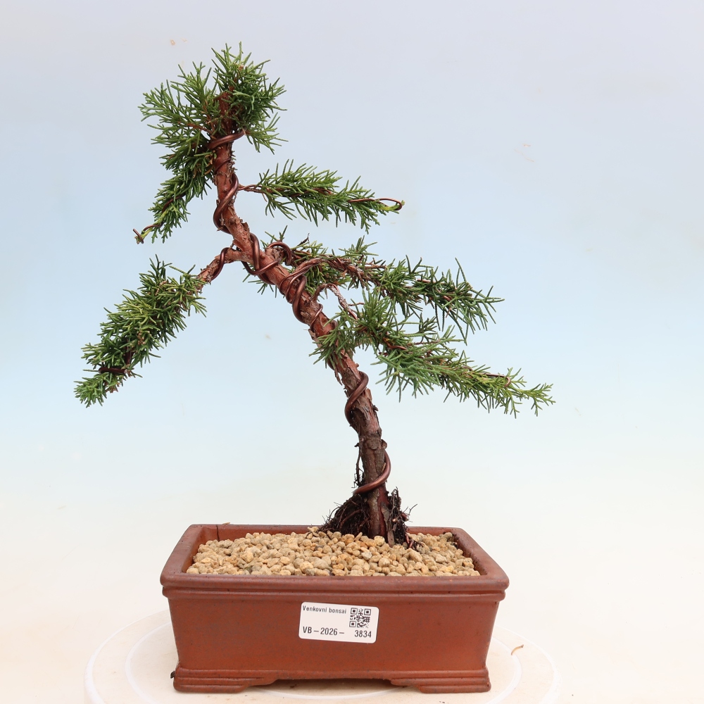 Bonsai für draußen - Juniperus chinensis Kishu