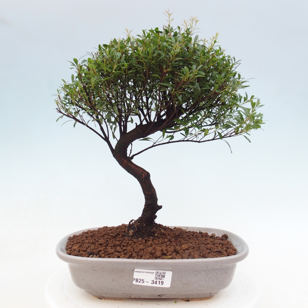 Zimmer Bonsai - Syzygium - Piment