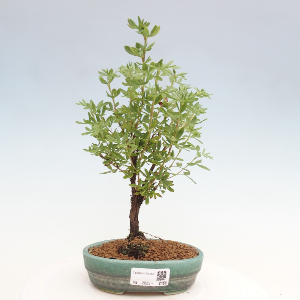 Outdoor-Bonsai-Fingerkraut - Potentila fruticosa gelber Vogel