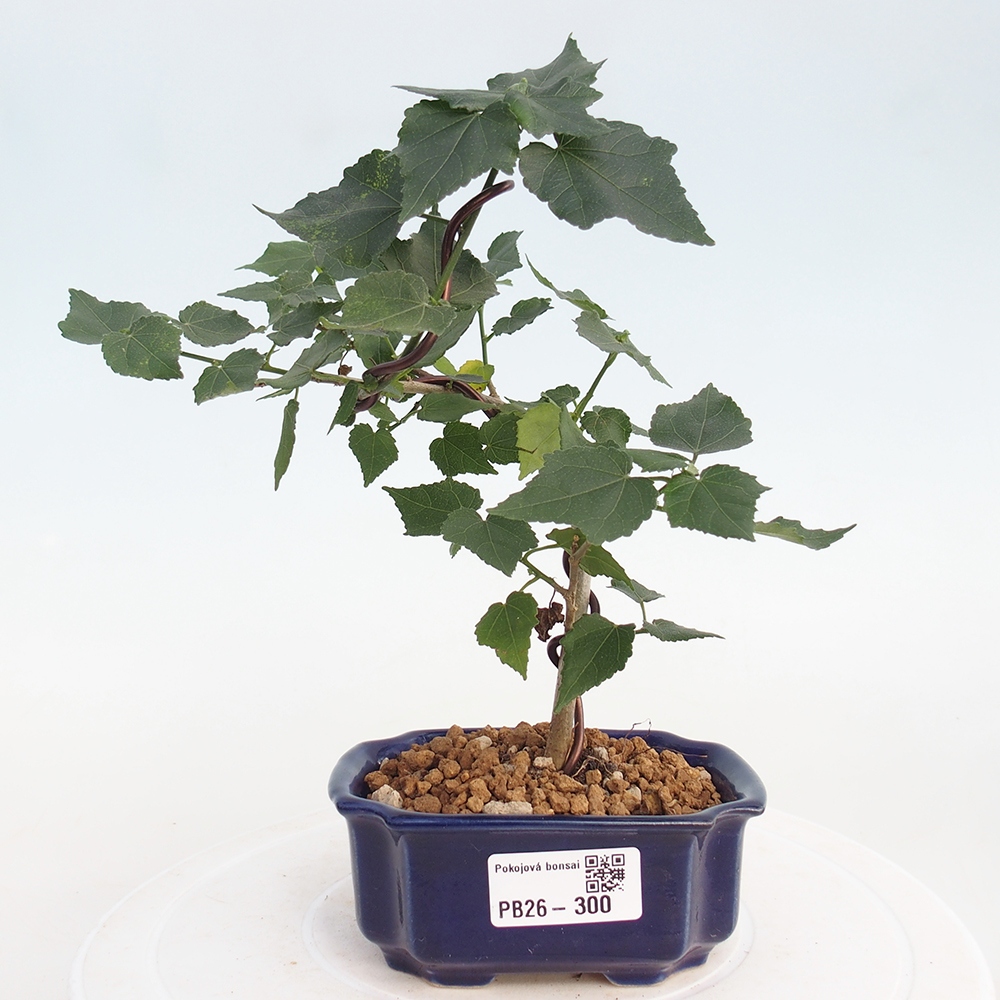 Zimmerbonsai - Malvaviscus arboreus