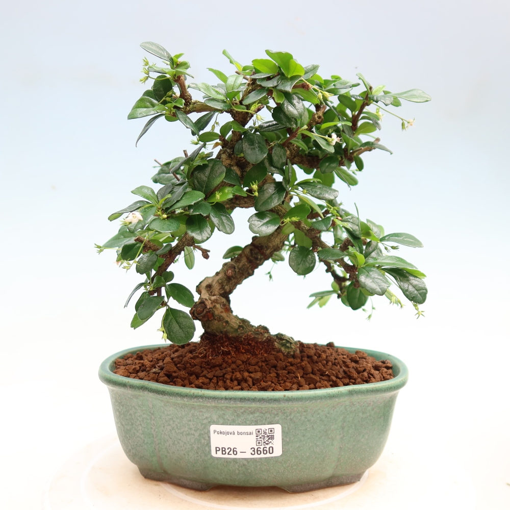 Zimmer-Bonsai - Carmona macrophylla - Tee-Fuki